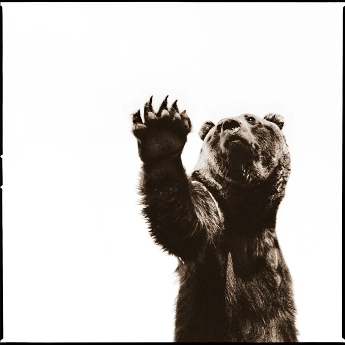 Grizzly I