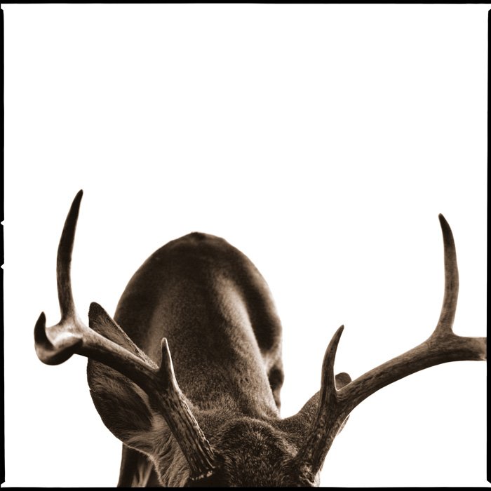 Deer I