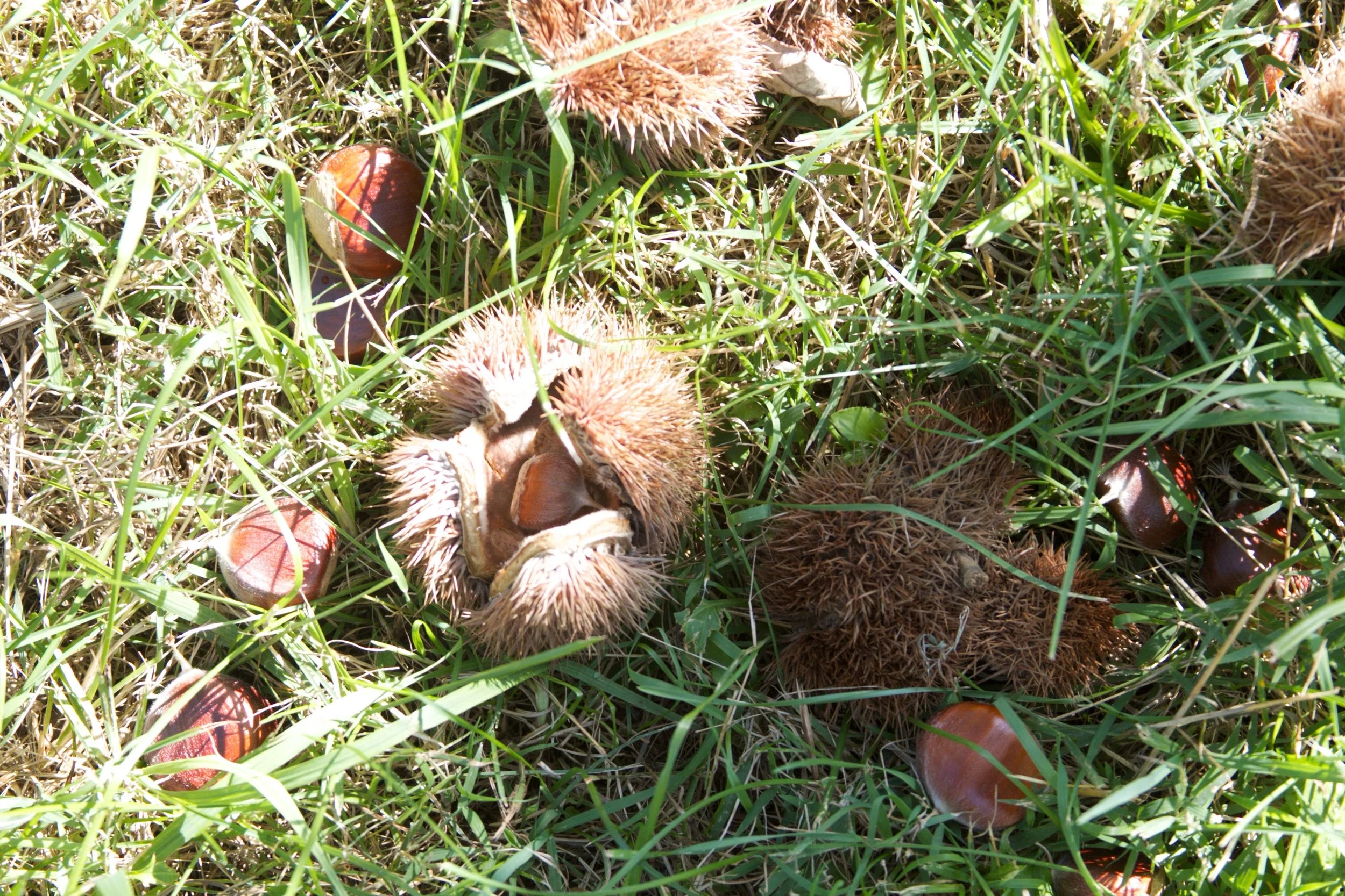 Fallen chestnuts, ready to be harvested: they can be shaken from the tree, or picked up by hand or with a nut sweeper.
