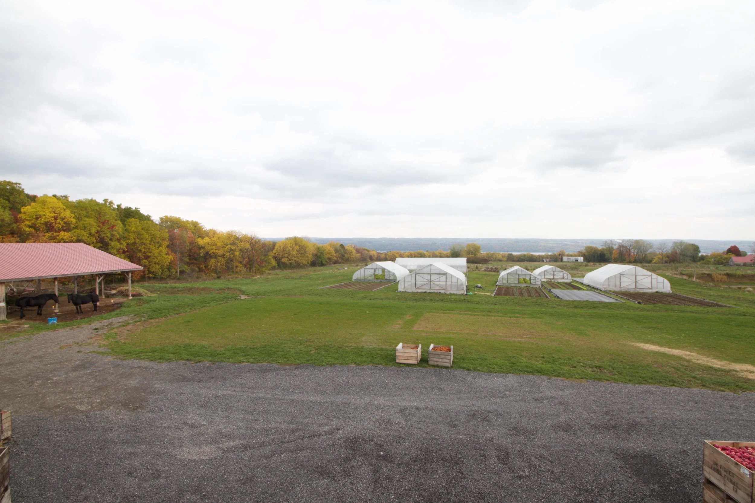 Draft horses, apples, and high tunnels full of greens and ginger
