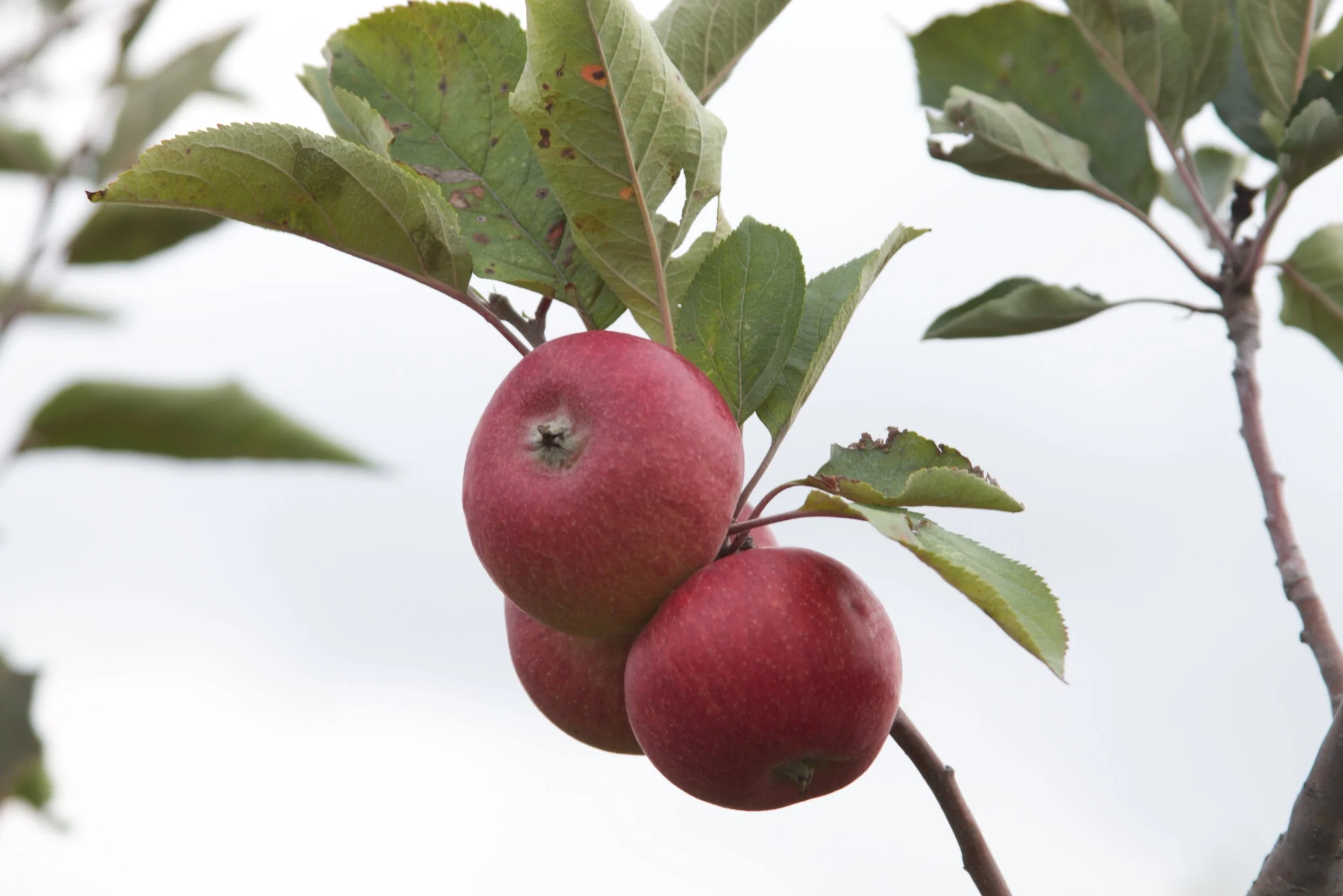 Cider apples abound