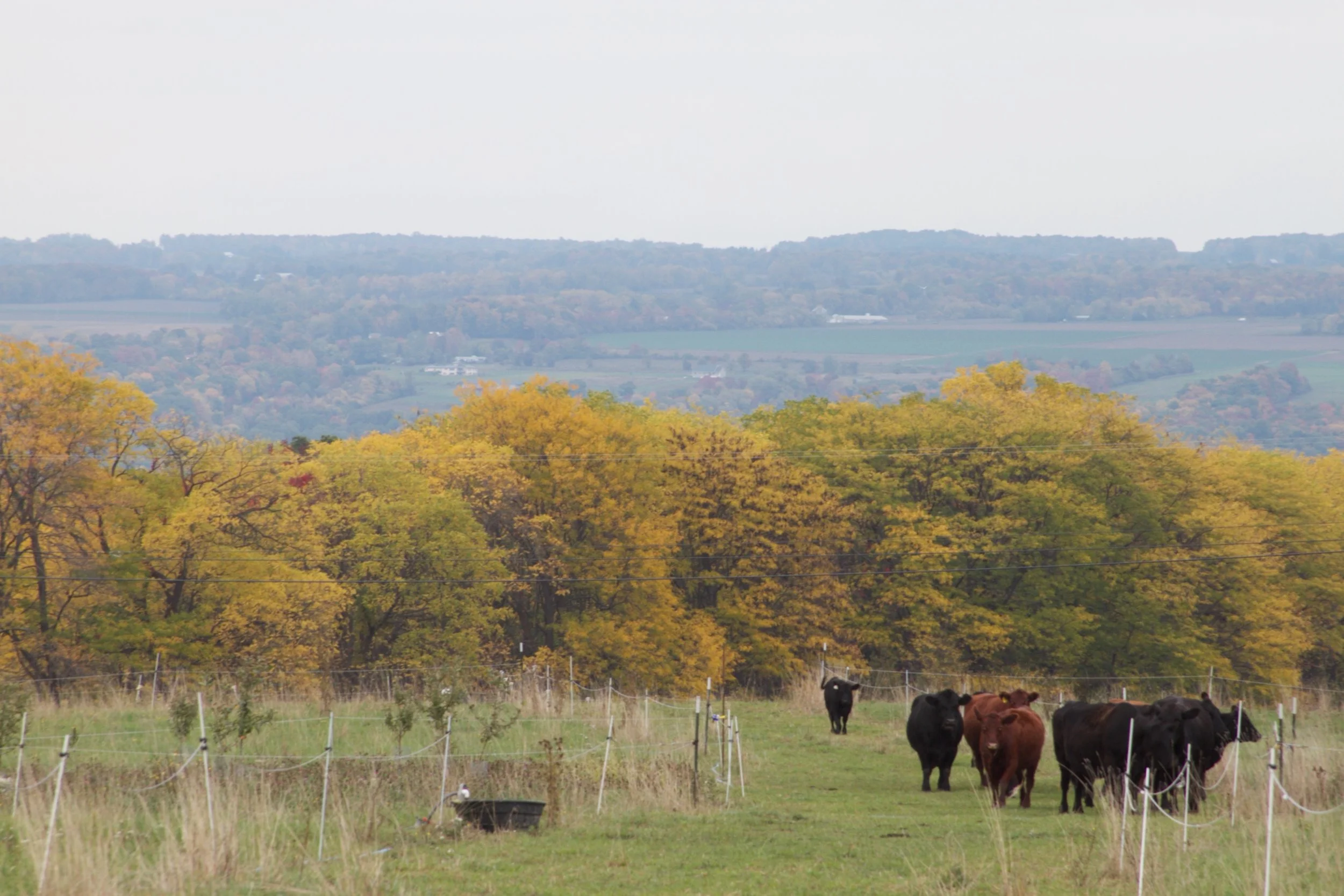 Grass-fed, grass-finished beef