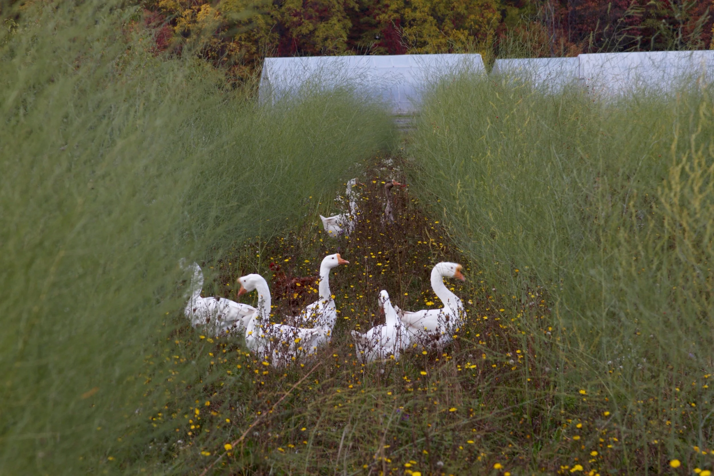 Geese graze the rows of asparagus in the off-season, keeping the weeds down and turning grass into fertilizer.