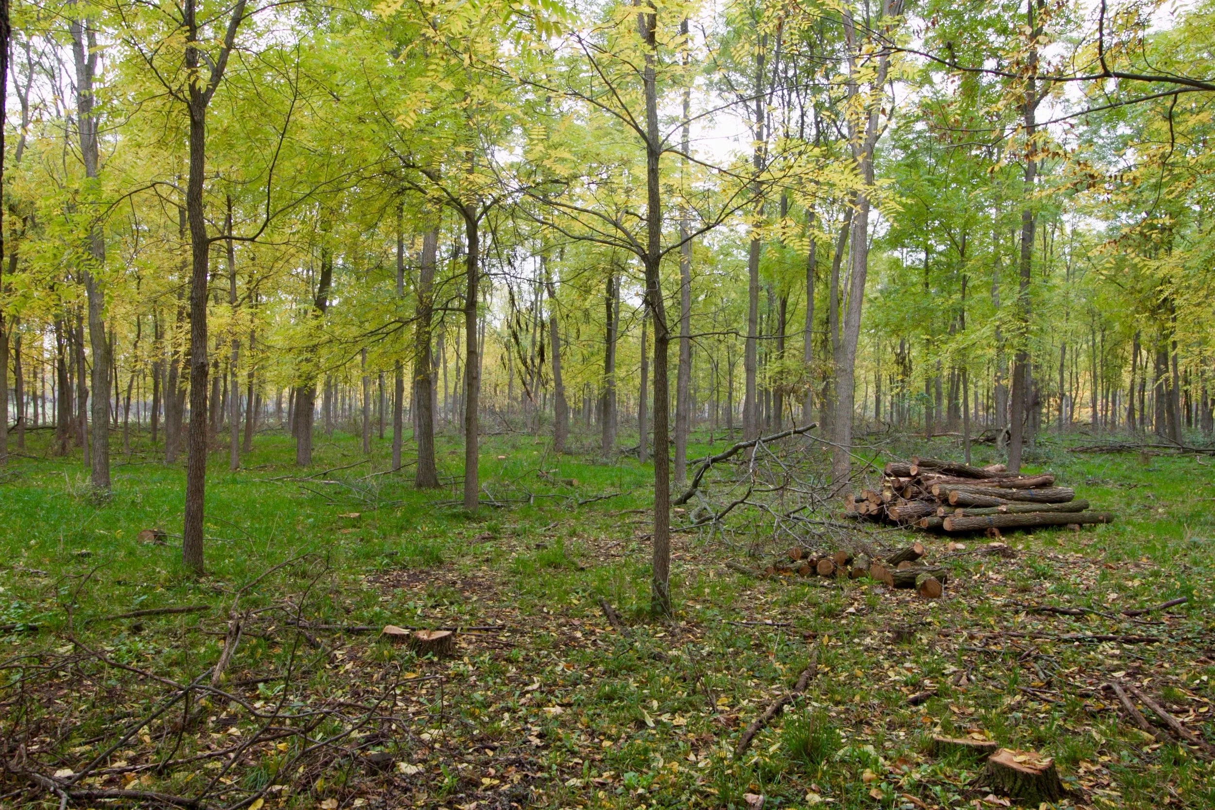 A black walnut and black locust plantation, managed as a silvopasture