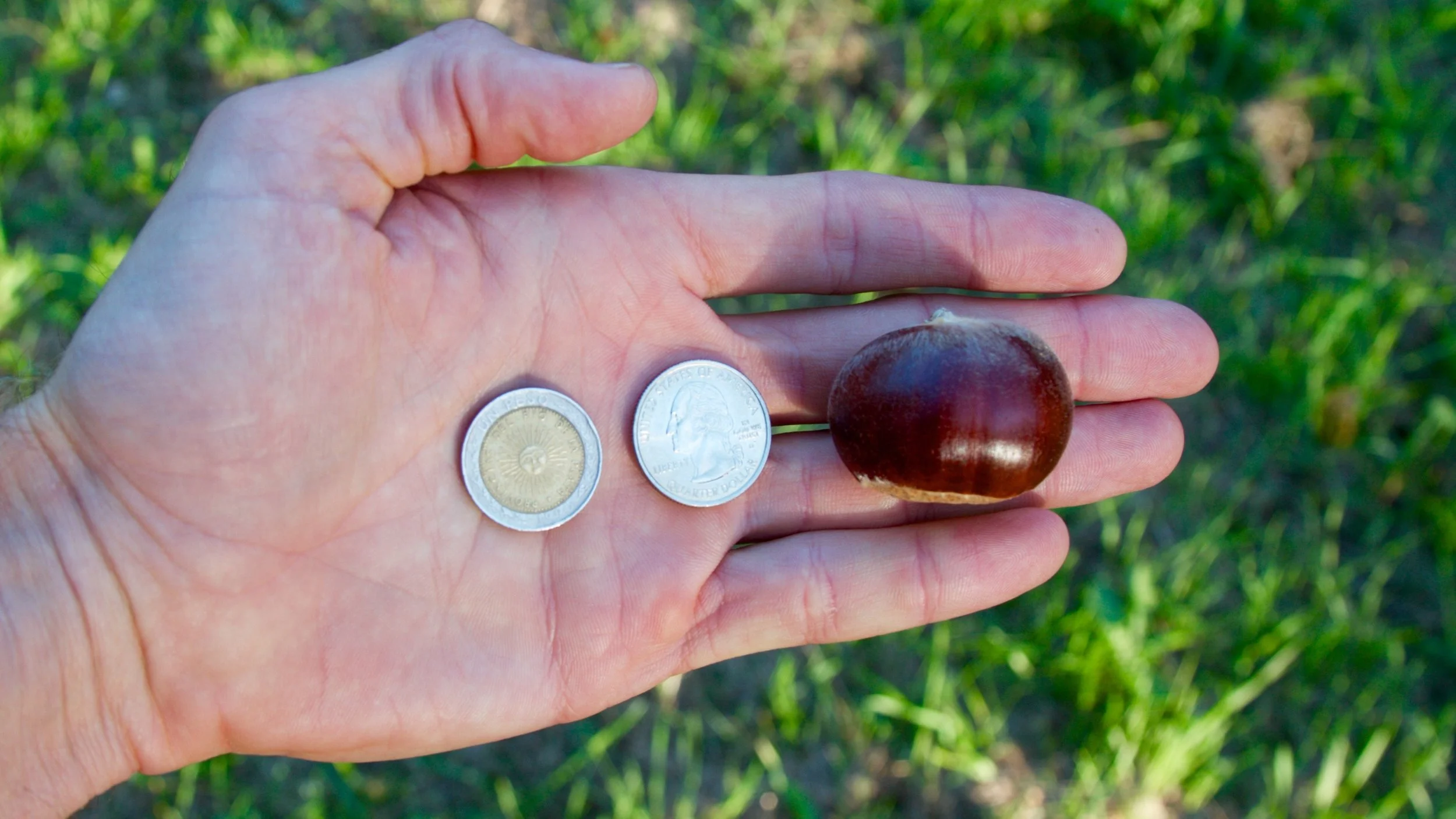 Sustenance from trees: is there anything more sustainable?