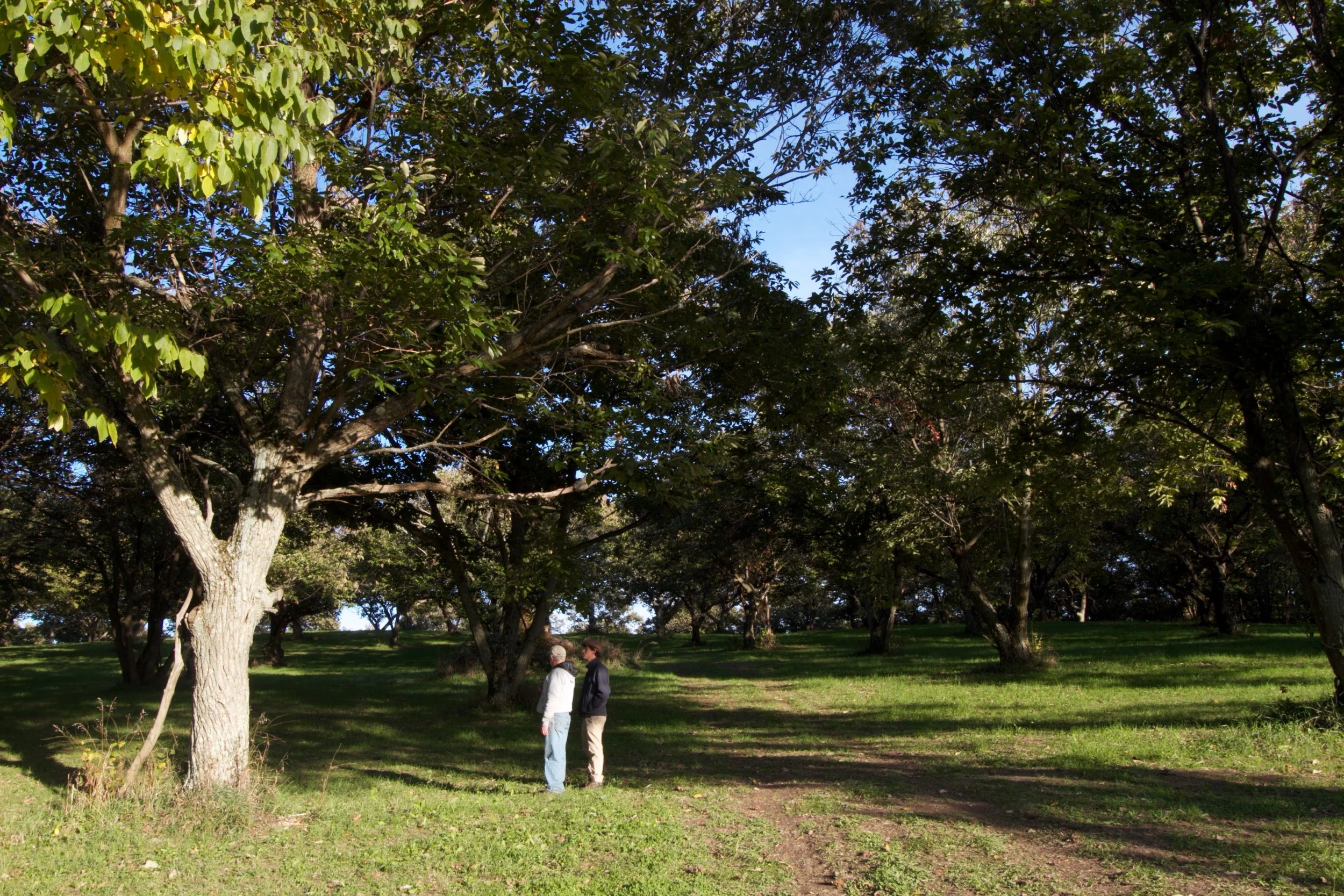 "I planted these trees when I was a junior in high school, in 1972." Greg and Jeremy walk through the Rt. 9 orchard.