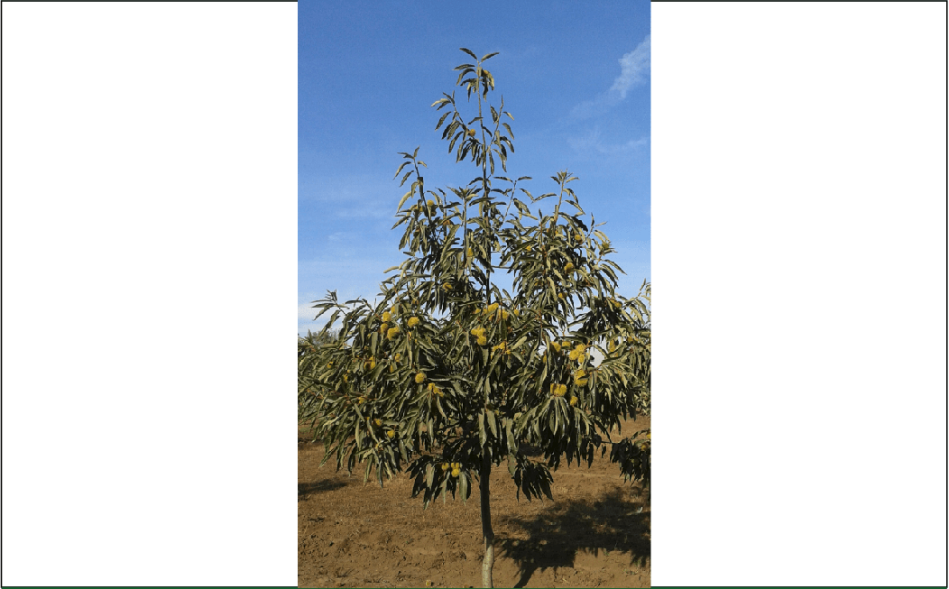 This tree is properly pruned. Notice the quantity of burrs. Source