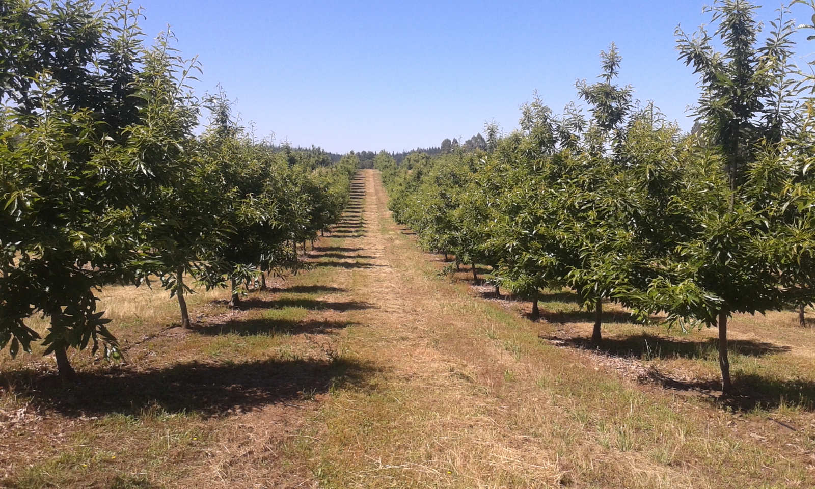 These trees are properly pruned, and this plantation is highly productive. If you're concerned about the monocultural nature of the plantation, bear with us. Perennial polycultures are fantastic, but for the time being, we're just discussing chestnuts. We're on the same page. Source