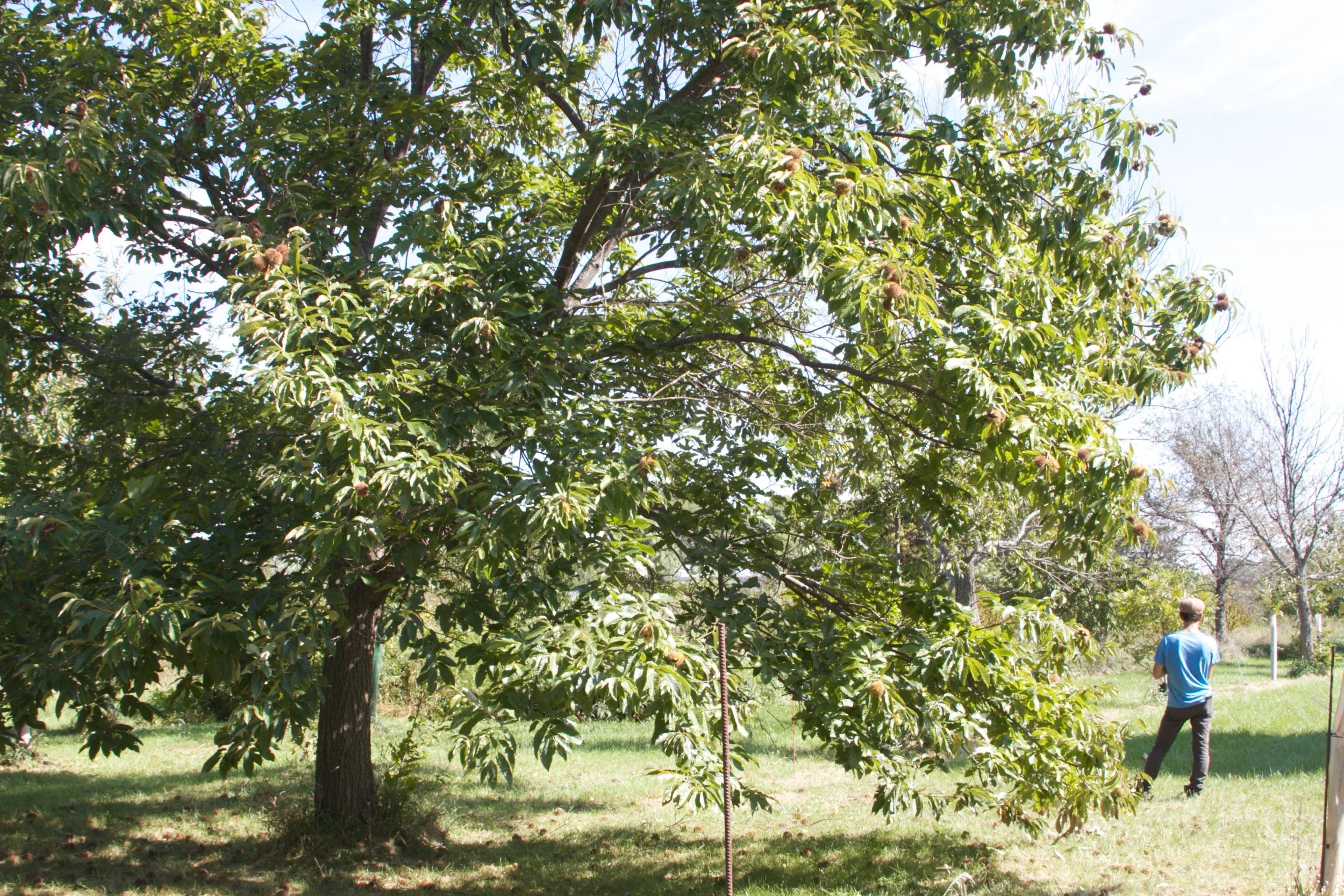 Jeremy next to a mature chestnut tree, loaded with nuts, also at Red Fern Farm in Wapello, Iowa.
