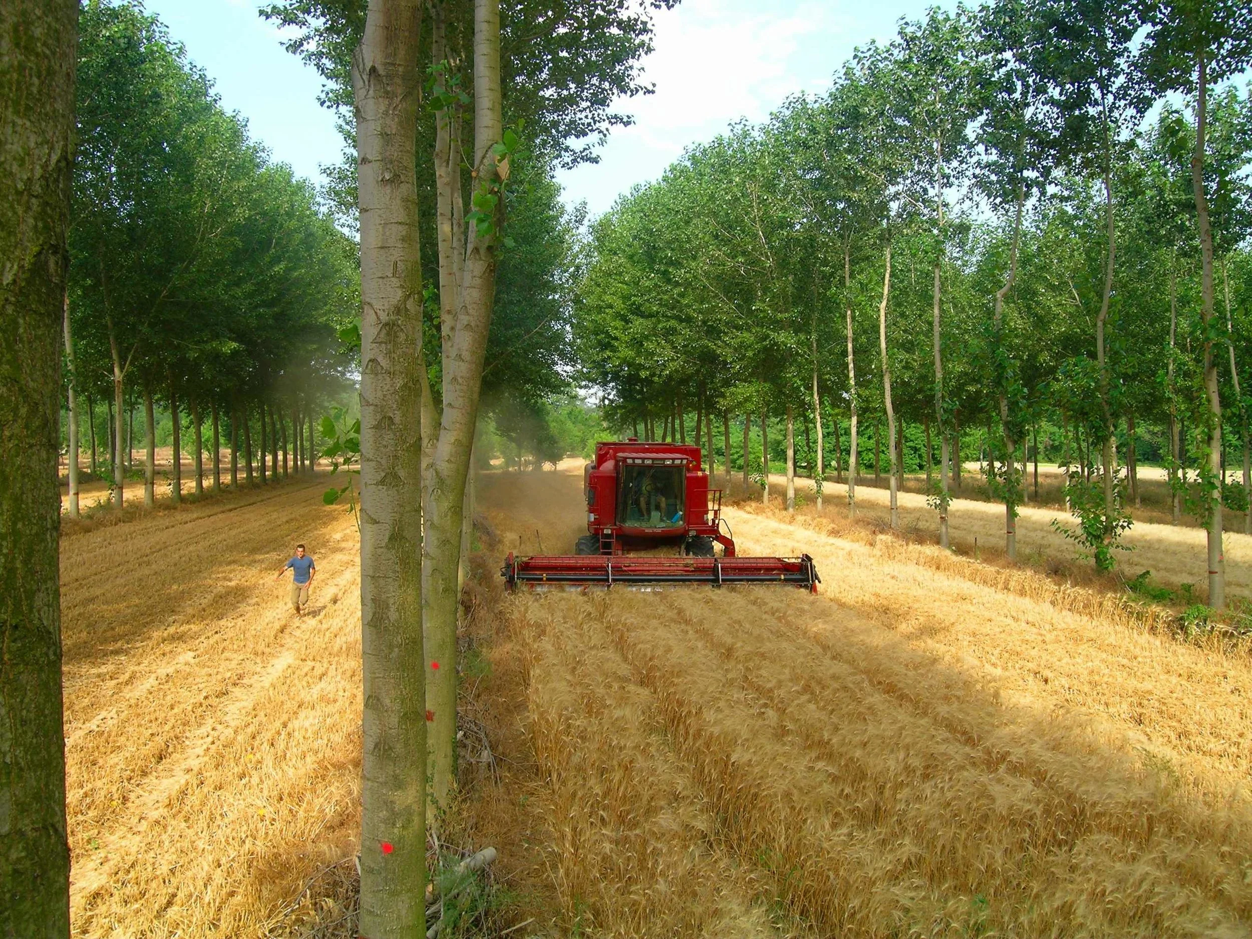 Alley cropped poplar and wheat in Southern France; Denis Flores Agroforestry