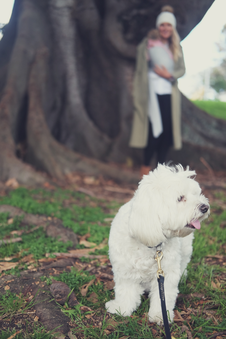 rose bay dog walking.jpg