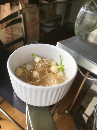 Proof positive that I have zero green-witchy powers. I tried growing these little guys in my kitchen window. Oh, look how happy they look! One week later, DEAD! Jerk scallions... 