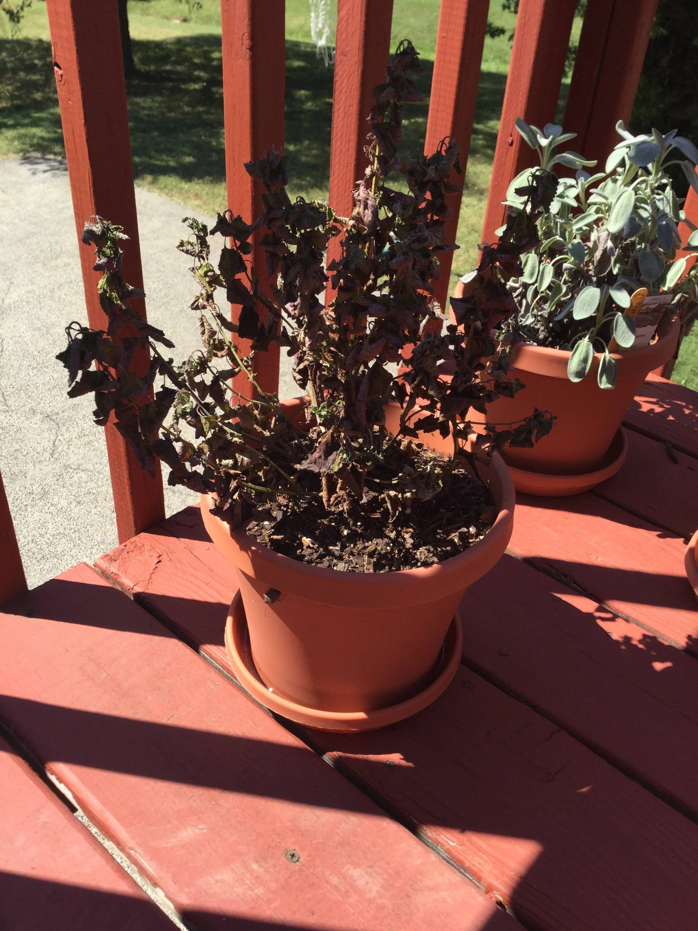 Botanical Cannibalism