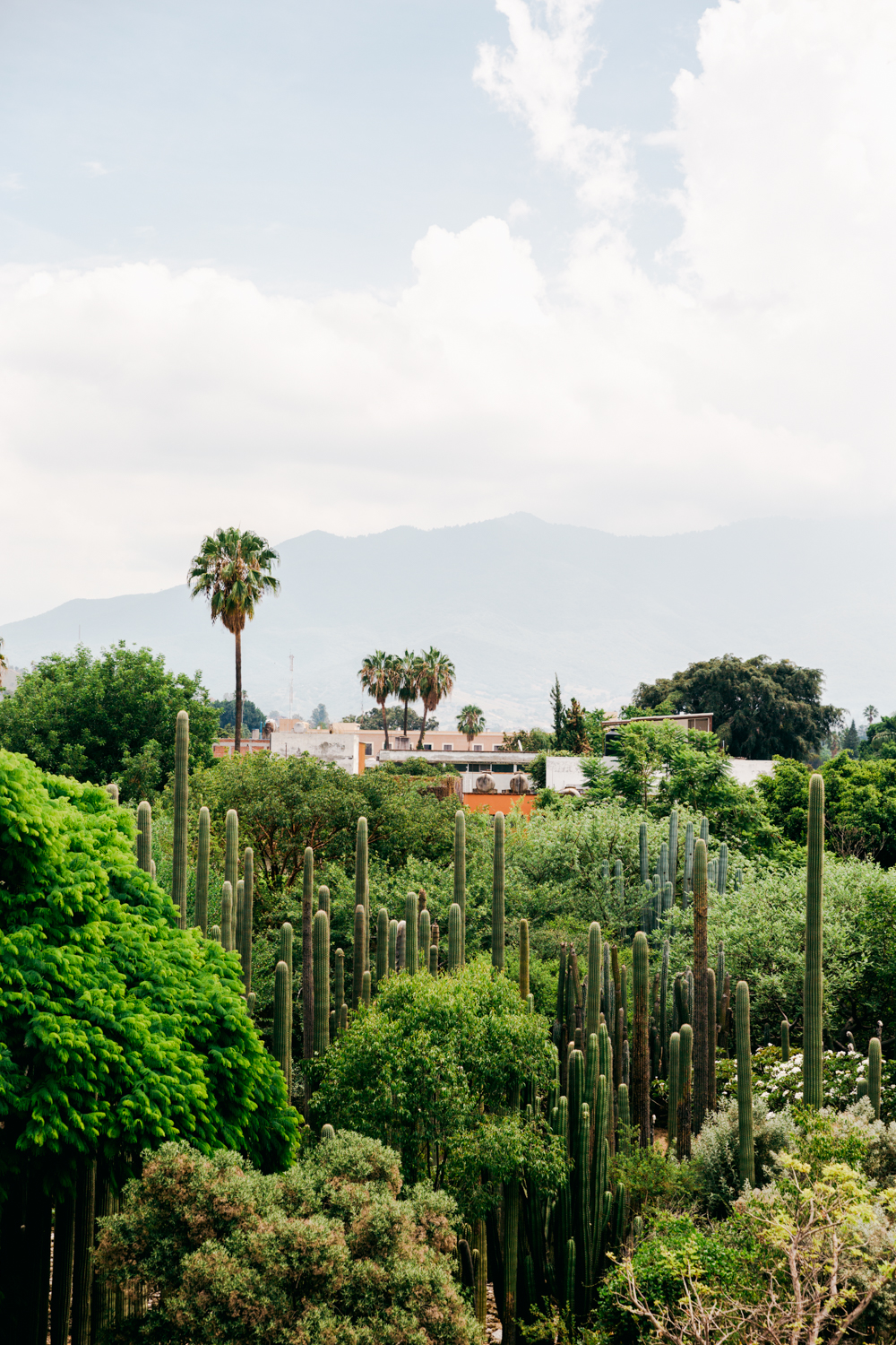 Oaxaca-Travel-Oct-1-2.jpg