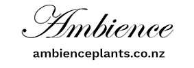 Copy of Ambience