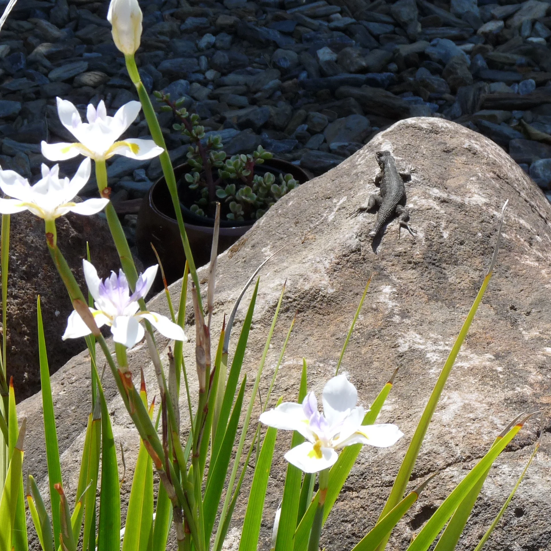 P1120368 - Version 2.JPG