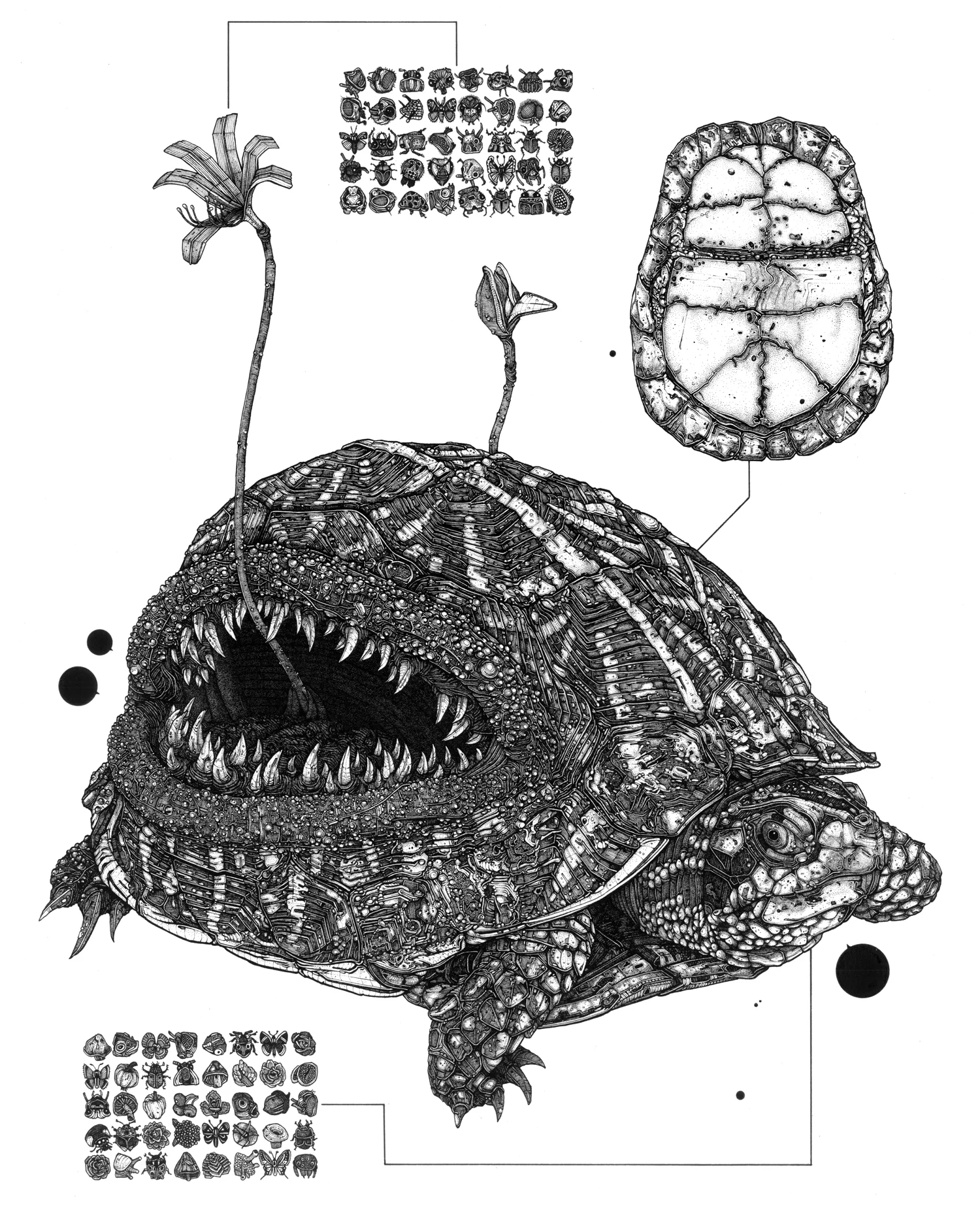 Angler Tortoise ink on paper, 14" x 18" 2011