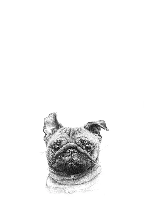 pug.jpg