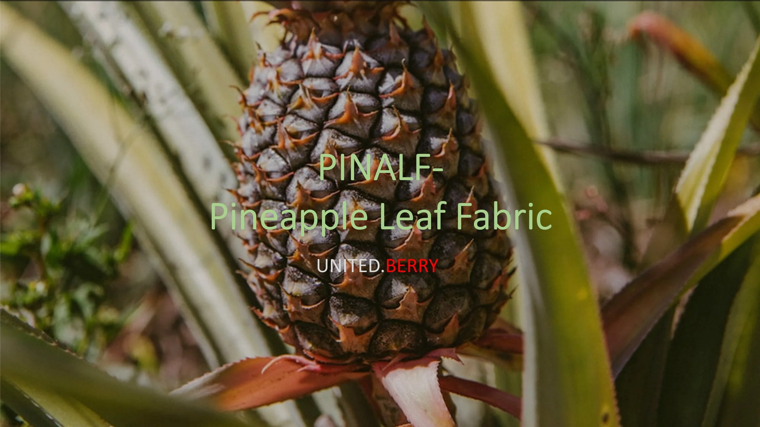 PINALF- Web.jpg