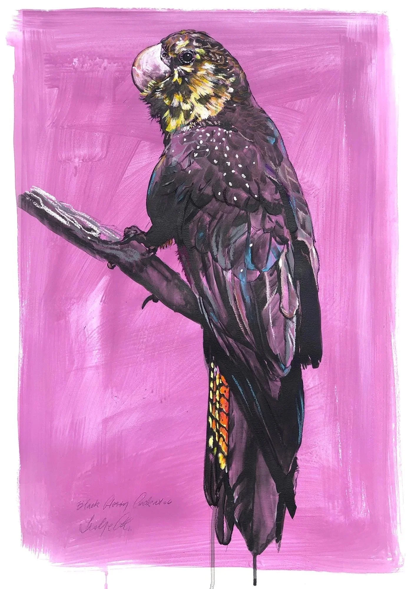 Glossy Black Cockatoo