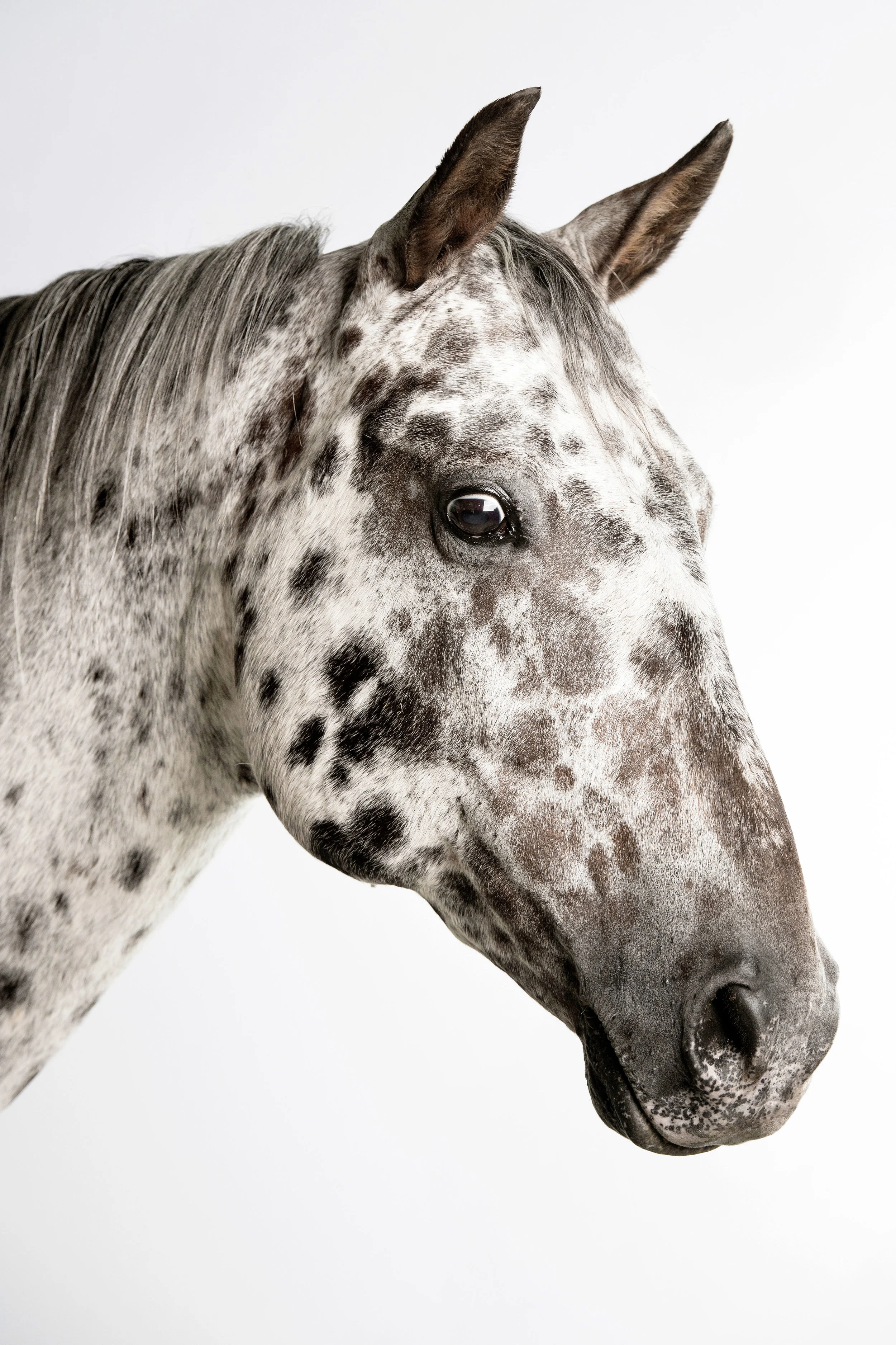 Grace Costa Brave.jpg