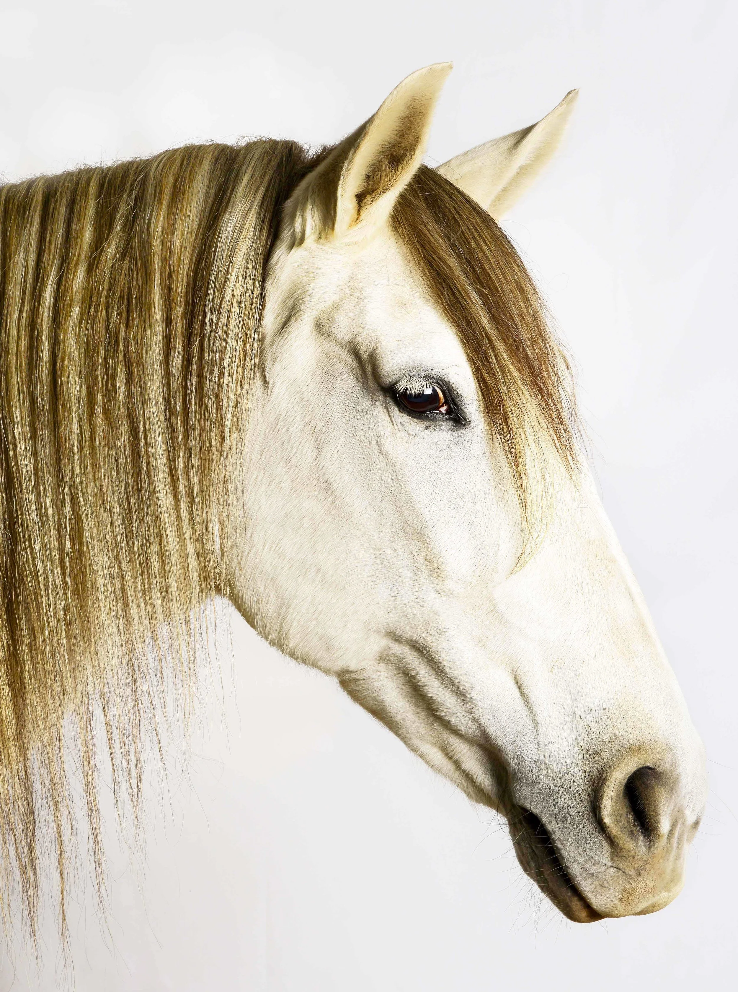 Belleza - Grace Costa.jpg