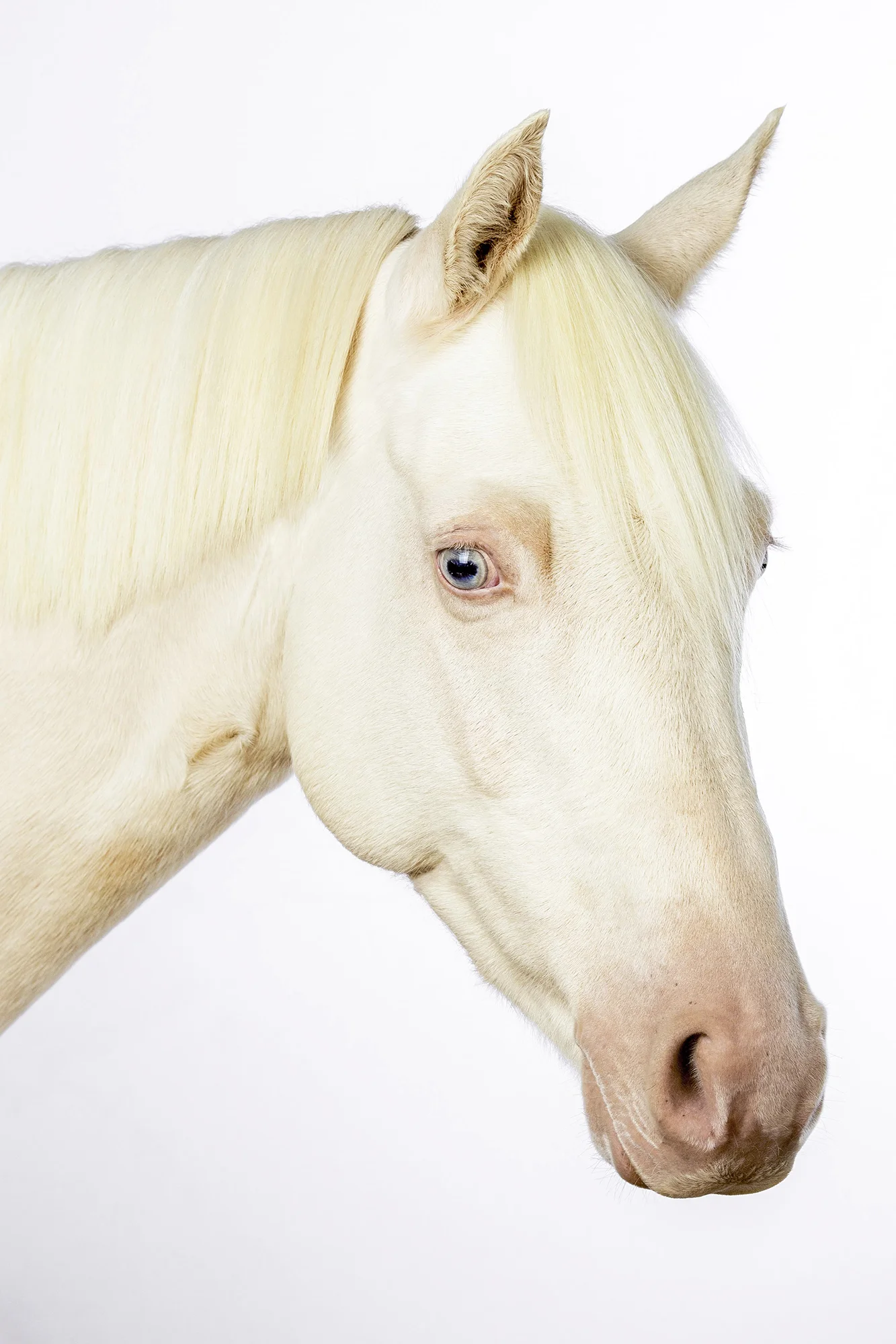 Goldsmith- Grace Costa.jpg