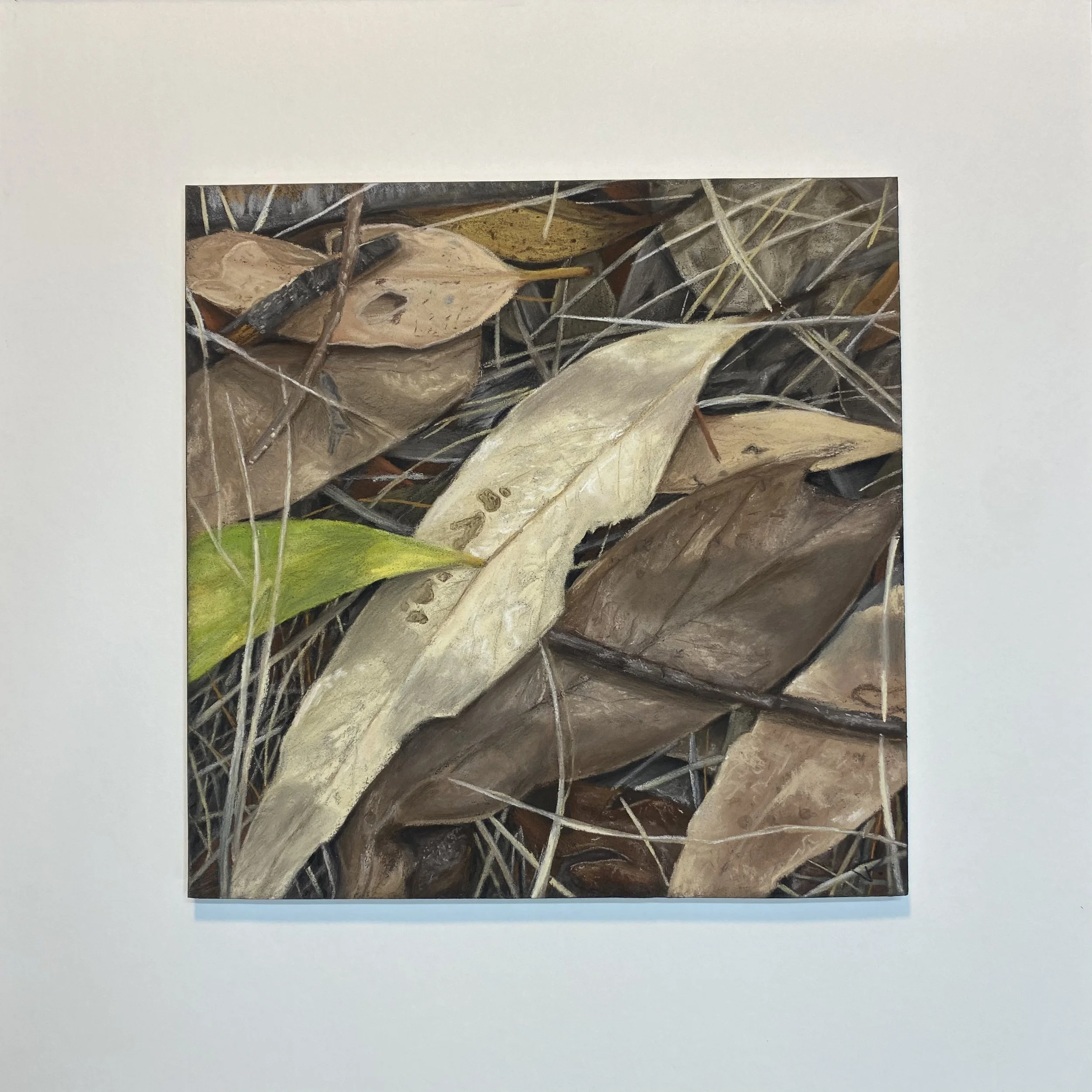 The forest above (2).jpeg