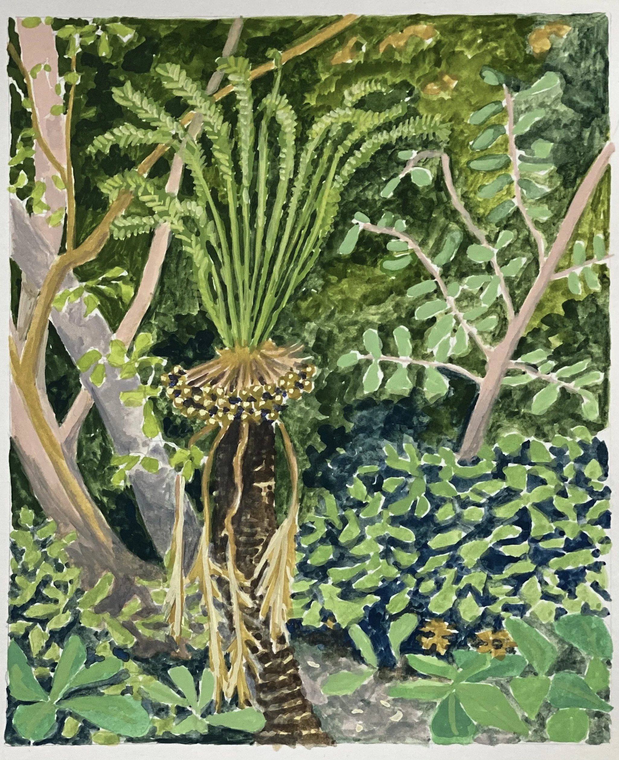 Cycad in a sea of green