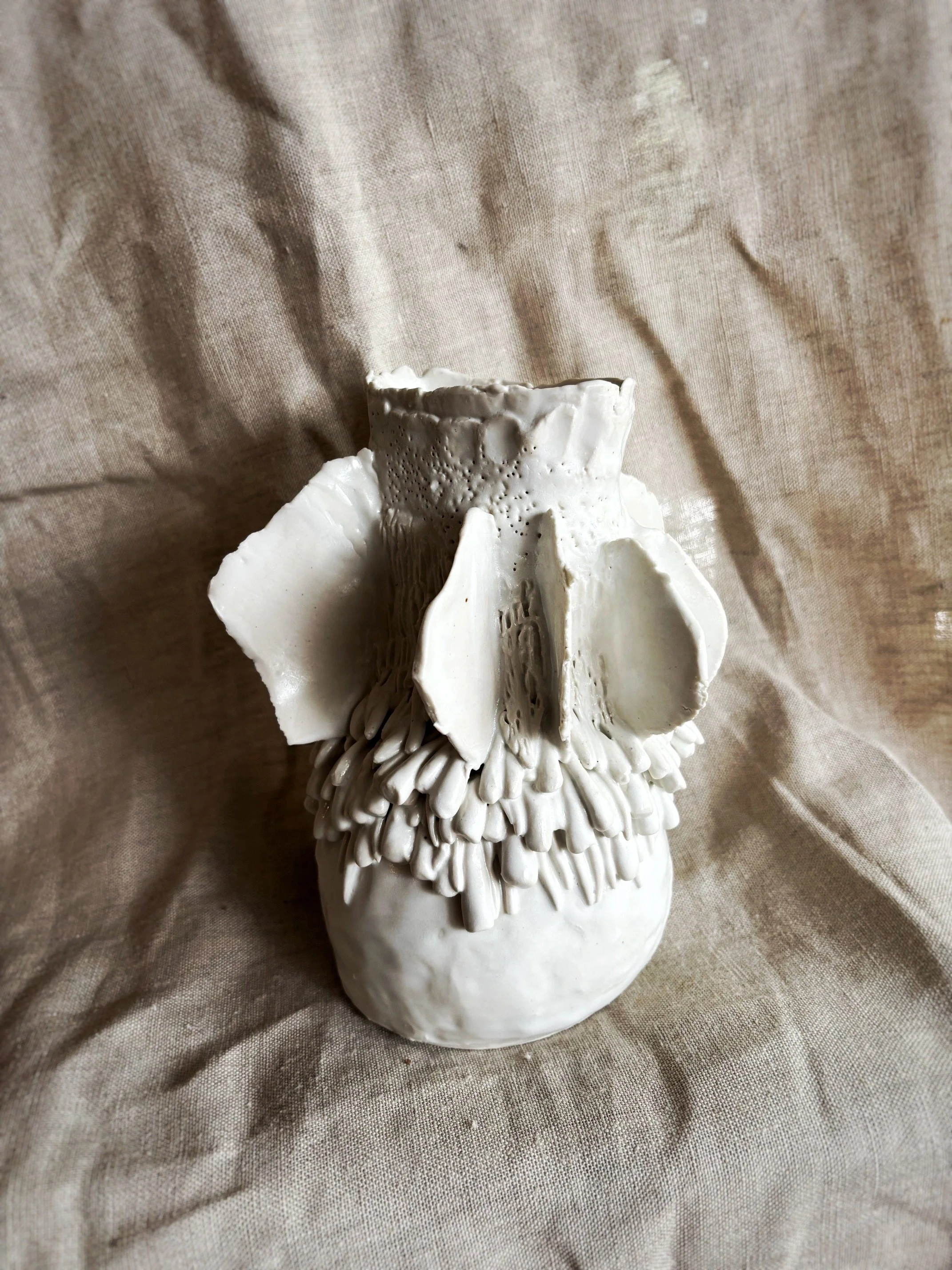 Acacia In The Summer