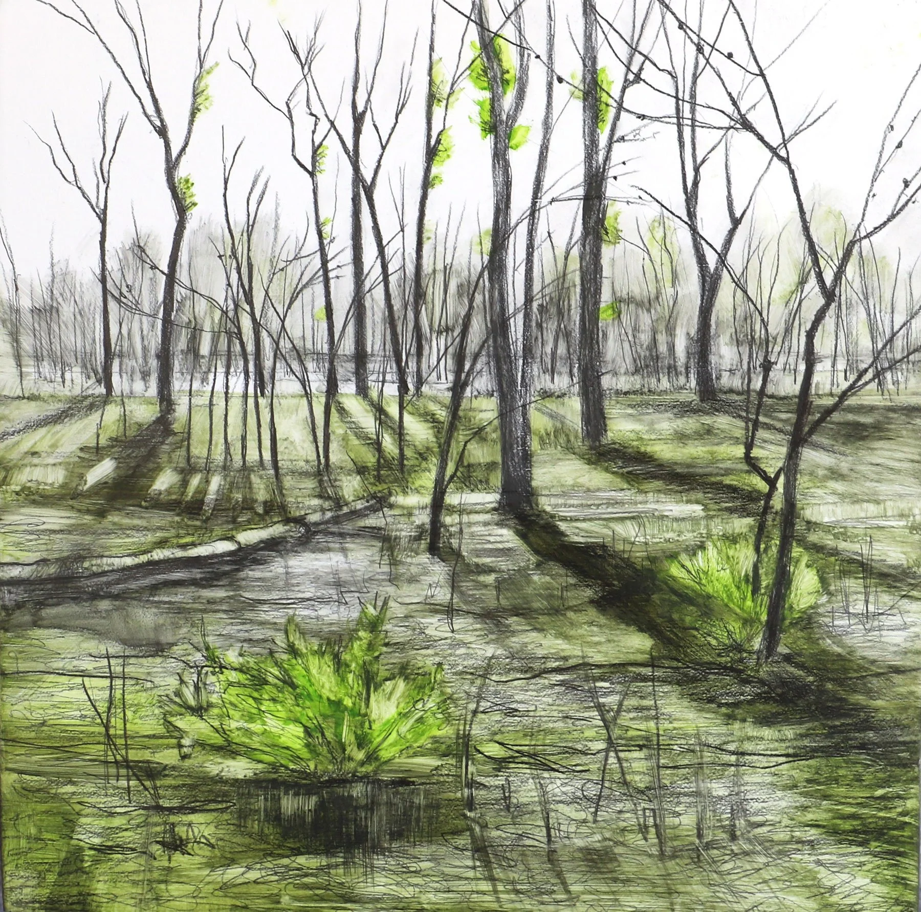 Scrub Study XIV (Green Regrowth)