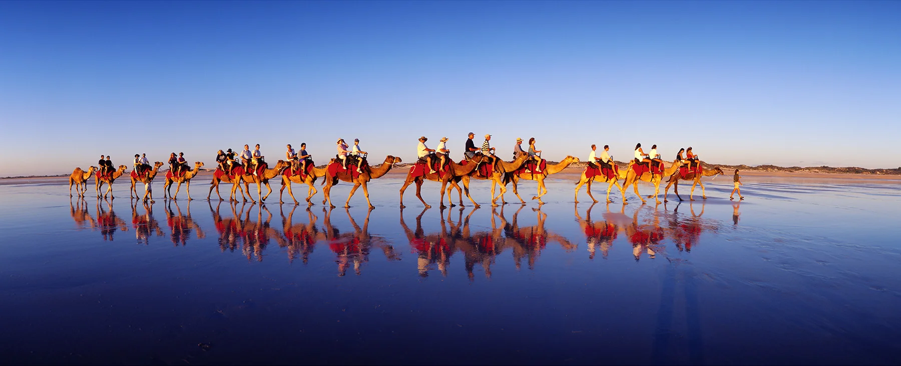 Camels - Cable Beach, Broome. Kimberley