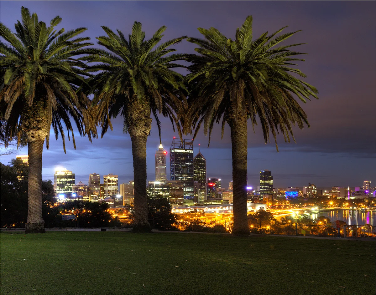 Three palms, from Kings Park, Perth
