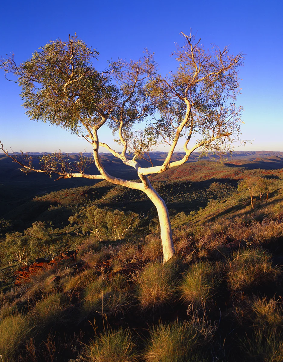 Mt Sheila, Karijini National Park. Pilbara