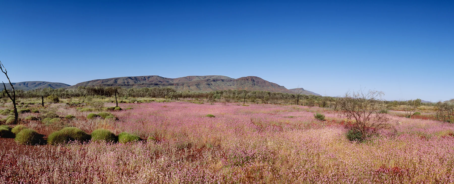Springtime in the Pilbara