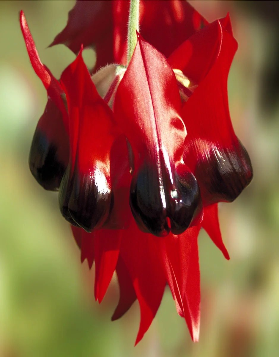 Sturt Desert Pea - Australian Wildflower