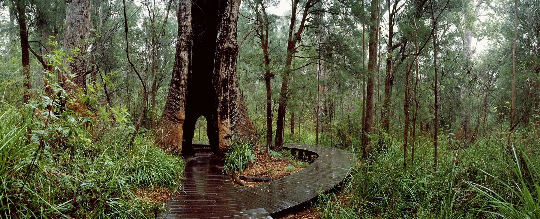 Valley of the Giants, Walpole-Nornalup National Park, Valley of the Giants Rd, Nornalup