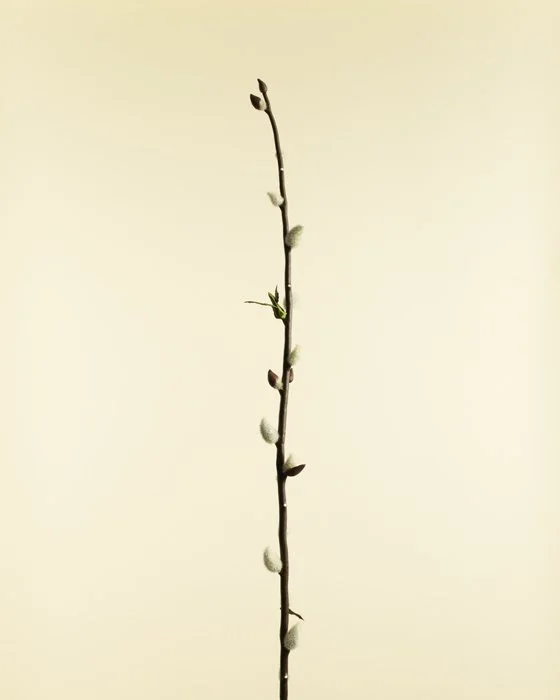 FAKEFLOWERS-7473.jpg