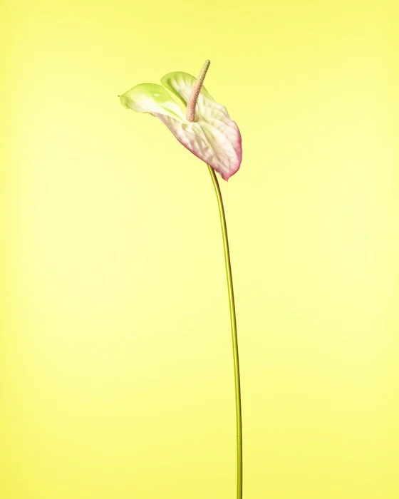 FAKEFLOWERS-7700.jpg