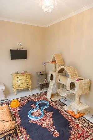 luxury cat hotel