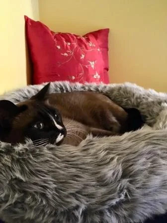 website pics cat motel.jpg