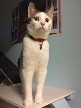 website pics cattery melbourne.jpg