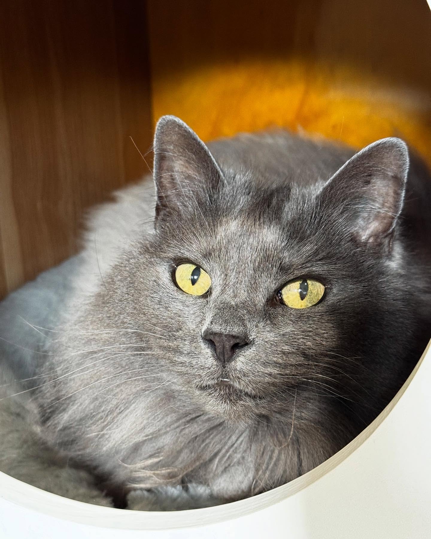 Sweet girl Poppy loves the sleeping pod in our premium room

#catsofinstagram #instacat #catstagram #cutecat #melbournecats #catsofmelbourne #melbourne #geelong #geelongcats #surfcoast #cattery #cathotel #luxury #catlife #catlovers