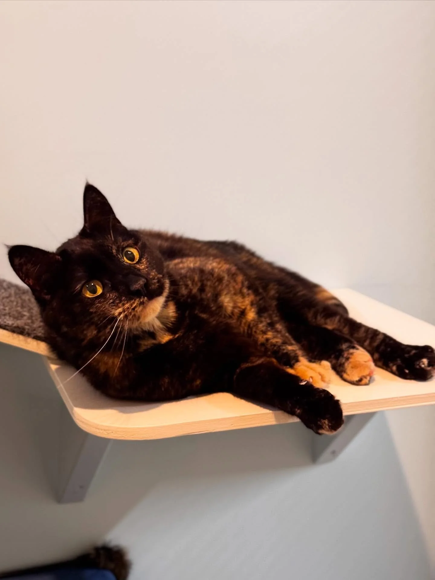 🌸 Maisie the Torti 🌸
This sweet little girl has been all cuddles and purrs during her stay! 💕 Maisie loves her pats, and if you bend down, don&rsquo;t be surprised to find her hopping onto your back for extra snuggles.
&bull;
&bull;
&bull;
&bull;
