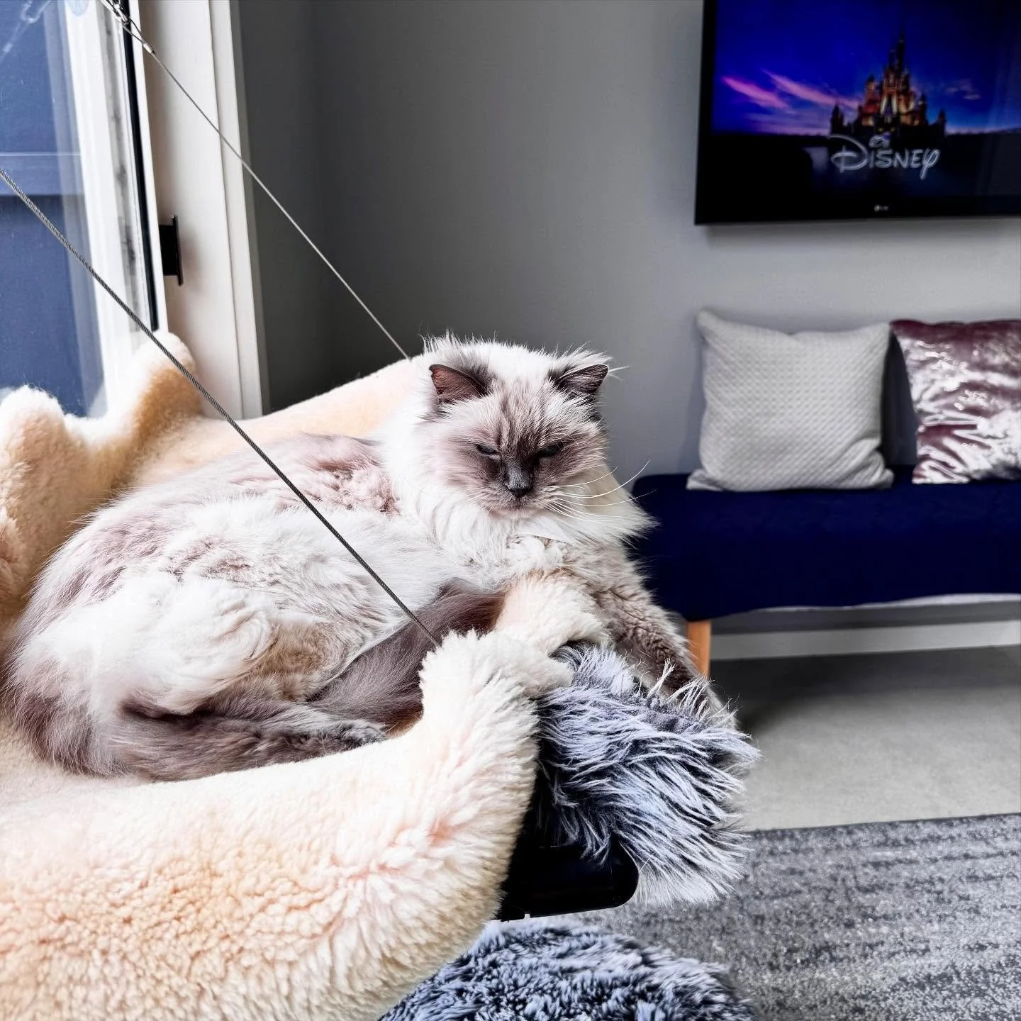 ✨ Meet Massimo ✨
This handsome boy is the picture of relaxation! Massimo loves soaking up the sun in his window seat or courtyard, and never says no to cuddles. 💕 A sweet, affectionate boy living his best life in our Penthouse Suite. 
&bull;
&bull;
