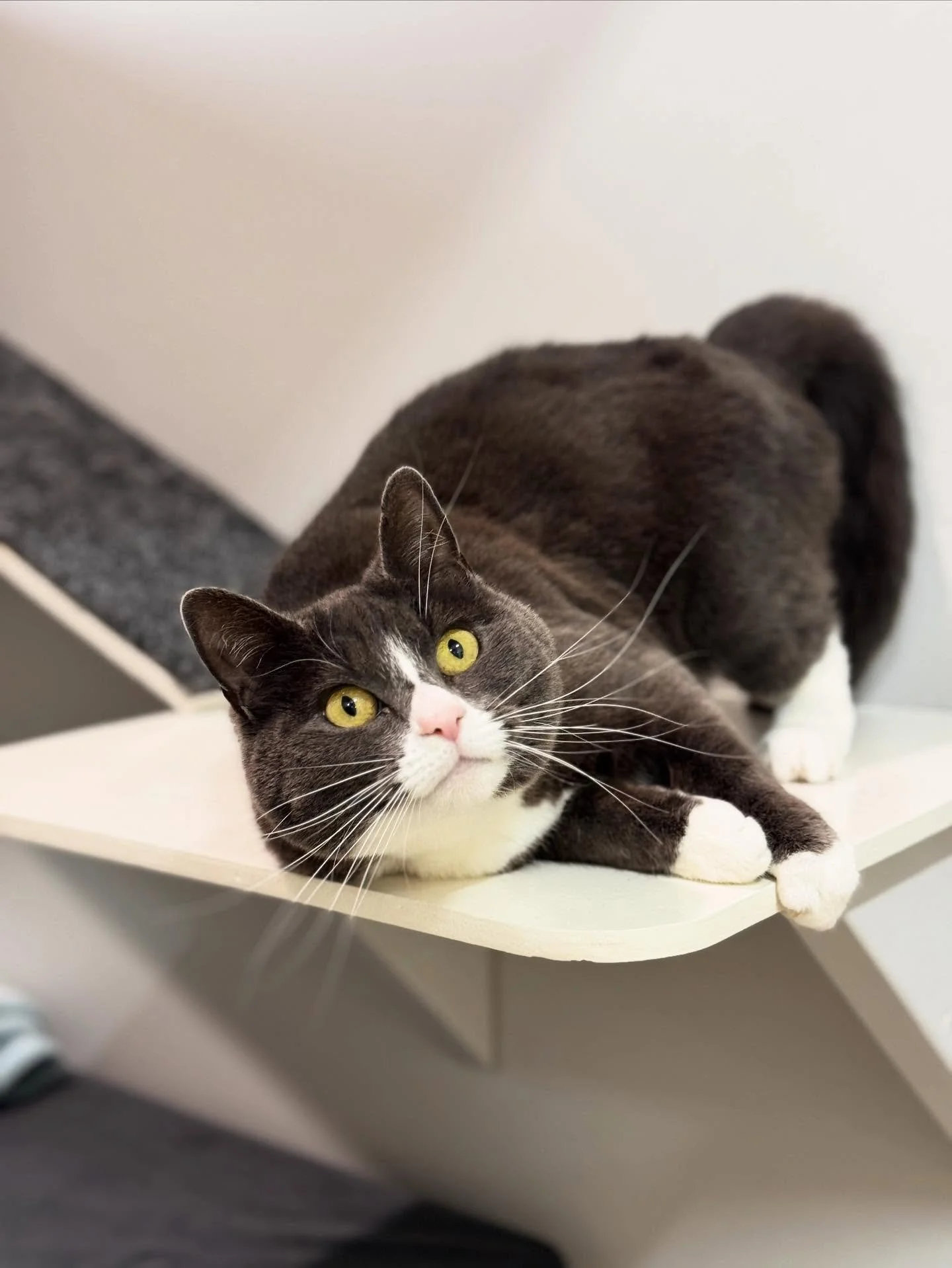 💖 Sweet Essie 💖
This darling girl has stolen our hearts with her endless head boofs and happy purrs! Essie is as affectionate as they come - the sweetest little companion.
&bull;
&bull;
&bull;
&bull;
&bull;
#catsofinstagram #instacat #catstagram #c