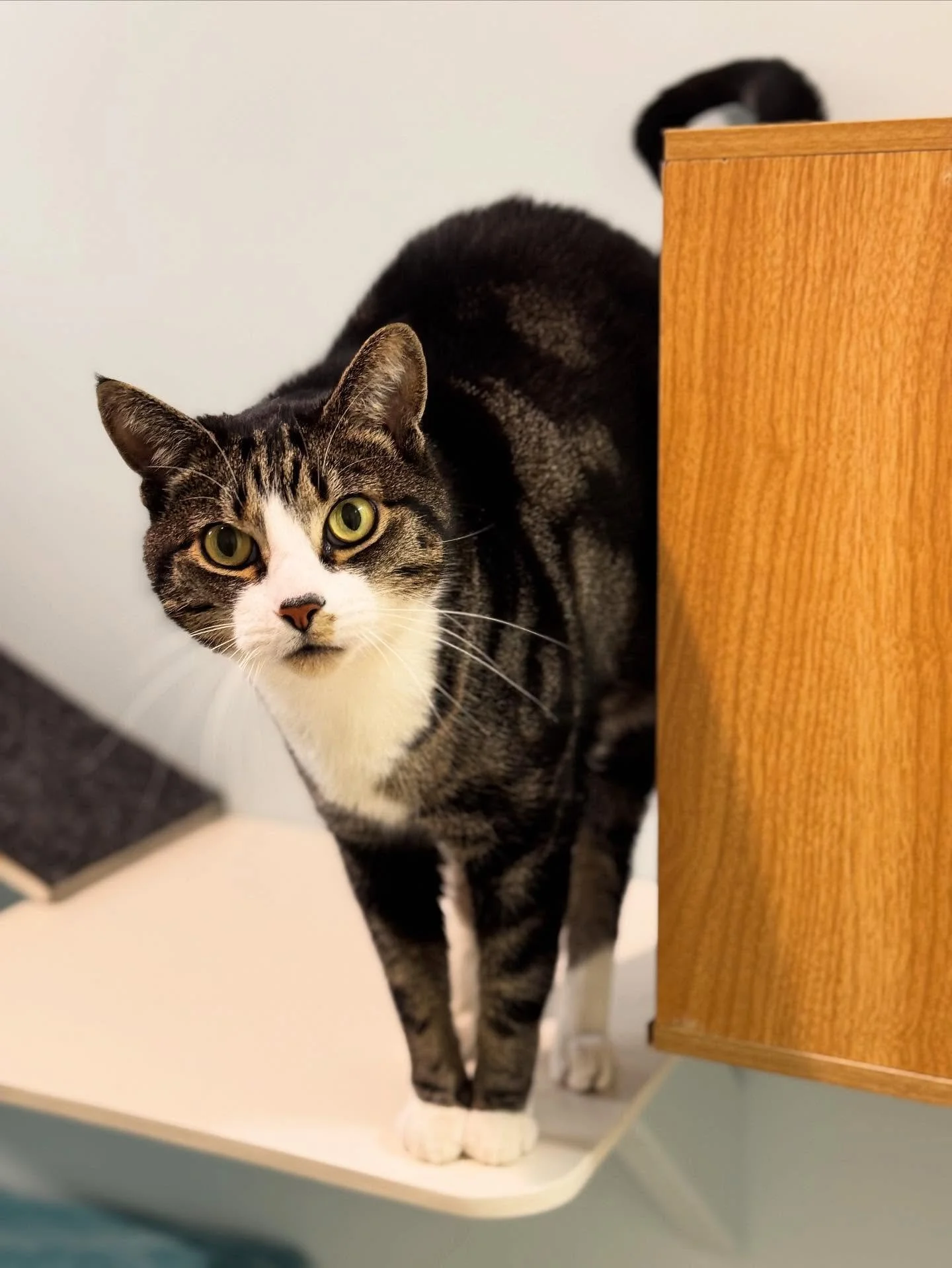 🩵 Meet Max 🩵
A frequent guest and always a gentleman, Max is the sweetest, most relaxed boy. 💕 He adores his head scritches and can often be found enjoying the fresh air in his private courtyard ☀️
&bull;
&bull;
&bull;
&bull;
&bull;
#catsofinstagr