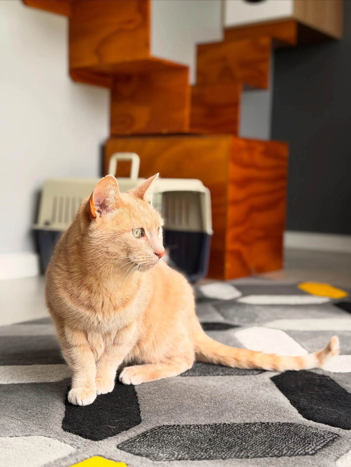 💖 Sweet Mandu 💖
A regular guest and always a delight, Mandu is enjoying her stay in our Paw Seasons Penthouse. 💕 This sweet girl never misses a chance for affection - even if she&rsquo;s snoozing in her pod, she&rsquo;ll pop straight up for pats t