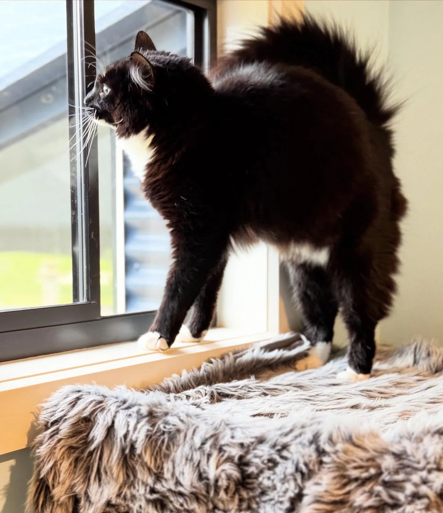 ❤️ Hello Margot ❤️
This beautiful girl has been loving the view from her Executive Room window seat - the purrfect spot for a little birdwatching and daydreaming 🦜😴
&bull;
&bull;
&bull;
&bull;
&bull;
#catsofinstagram #instacat #catstagram #cutecat 