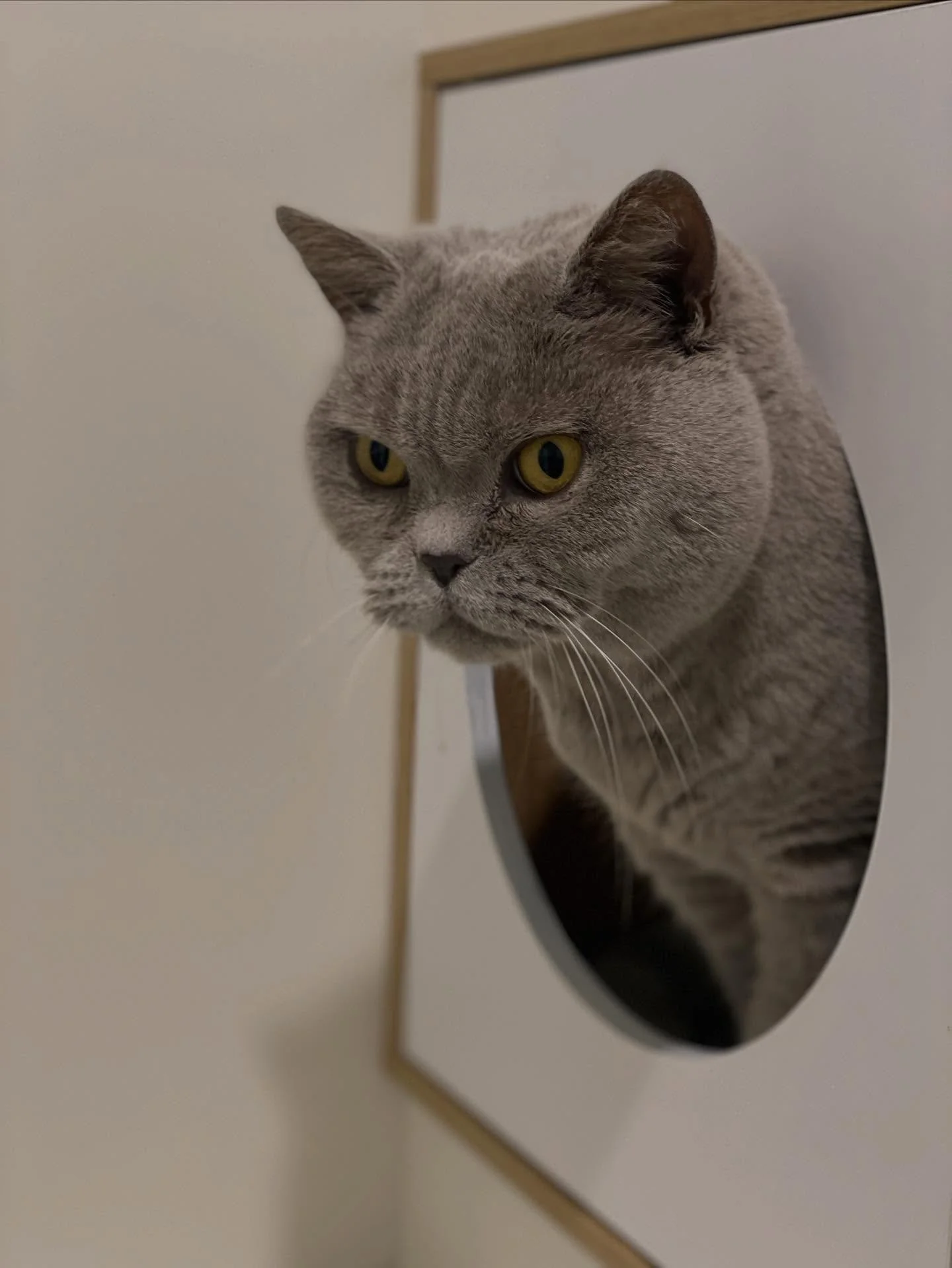 👑 Her Royal Highness, Coco 👑
Coco rules her kingdom with charm, cuddles, and just a hint of sass! 💕 She gives plenty of smooches but isn&rsquo;t shy about voicing her royal opinions when things aren&rsquo;t just so. And while her tiara may slip no